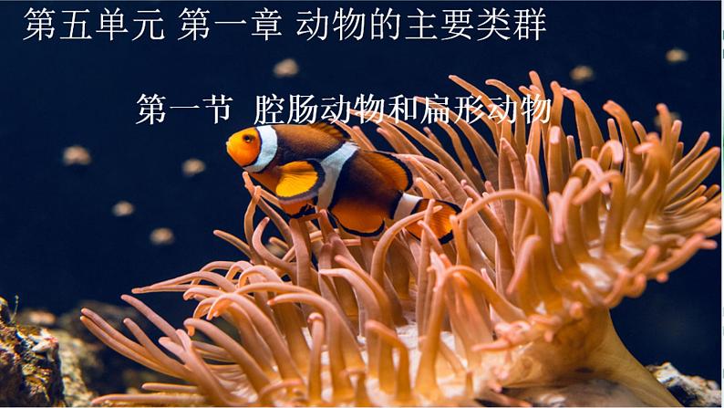 1.1 腔肠动物和扁形动物(课件)-八年级生物上册同步备课(人教版)01