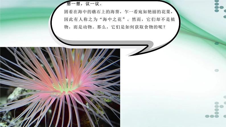 1.1 腔肠动物和扁形动物(课件)-八年级生物上册同步备课(人教版)02