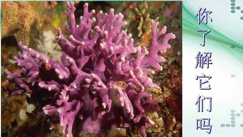 1.1 腔肠动物和扁形动物(课件)-八年级生物上册同步备课(人教版)03