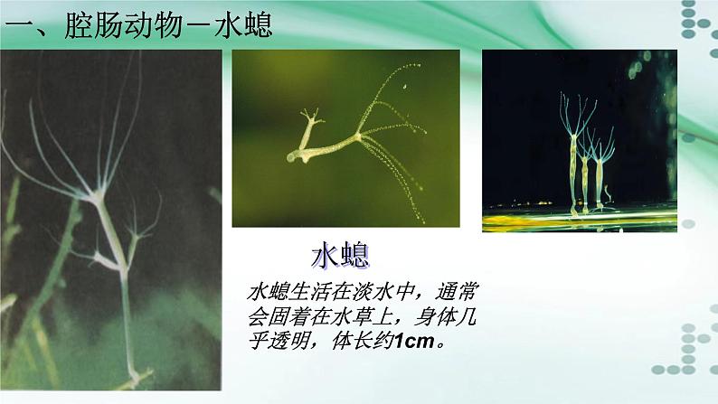 1.1 腔肠动物和扁形动物(课件)-八年级生物上册同步备课(人教版)04