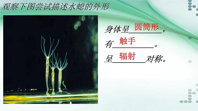 1.1 腔肠动物和扁形动物(课件)-八年级生物上册同步备课(人教版)07