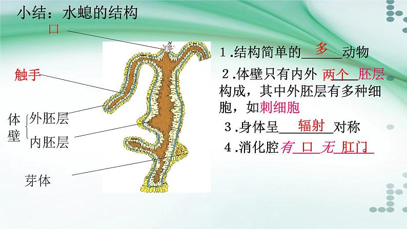1.1 腔肠动物和扁形动物(课件)-八年级生物上册同步备课(人教版)08