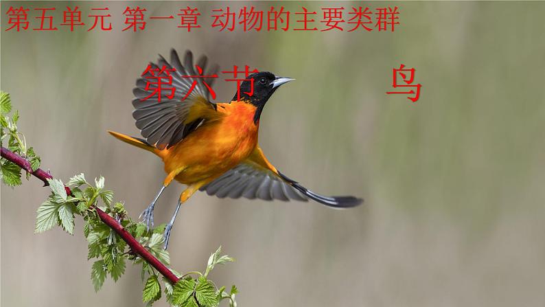 1.6 鸟(课件)-八年级生物上册同步备课(人教版)01