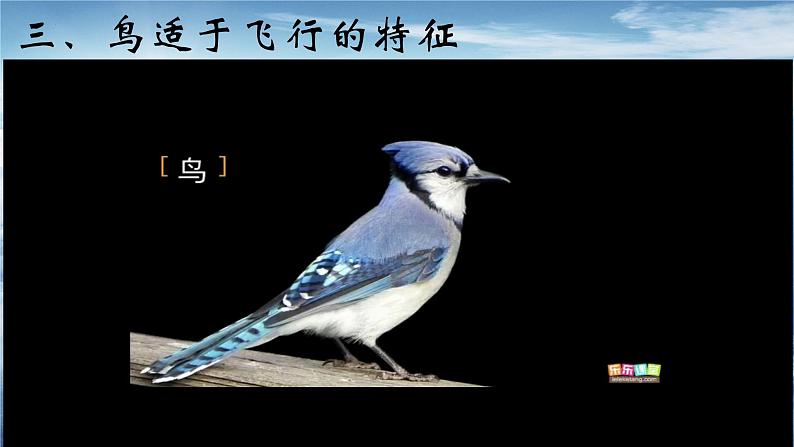 1.6 鸟(课件)-八年级生物上册同步备课(人教版)08