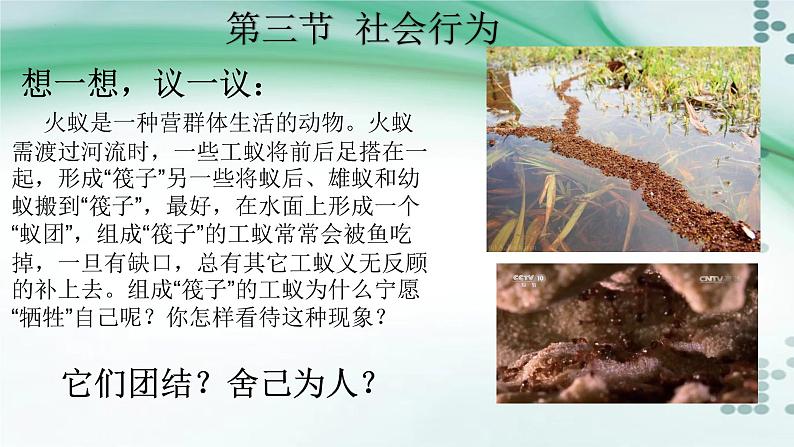 2.3 社会行为-八年级生物上册同步备课(人教版) 课件01