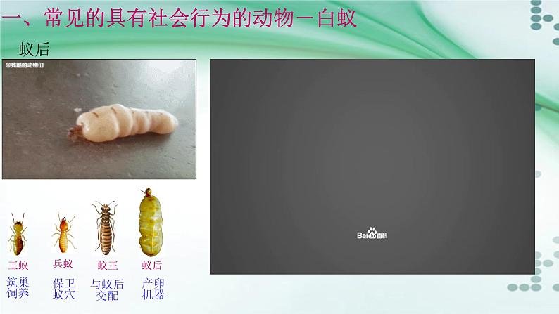 2.3 社会行为-八年级生物上册同步备课(人教版) 课件02