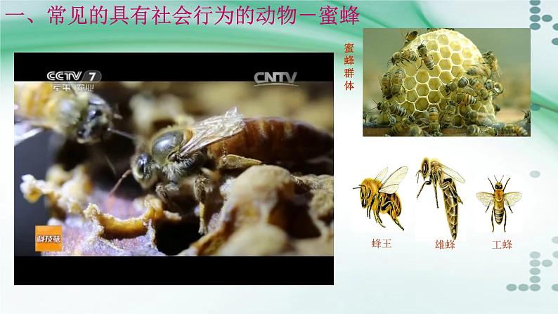 2.3 社会行为-八年级生物上册同步备课(人教版) 课件03