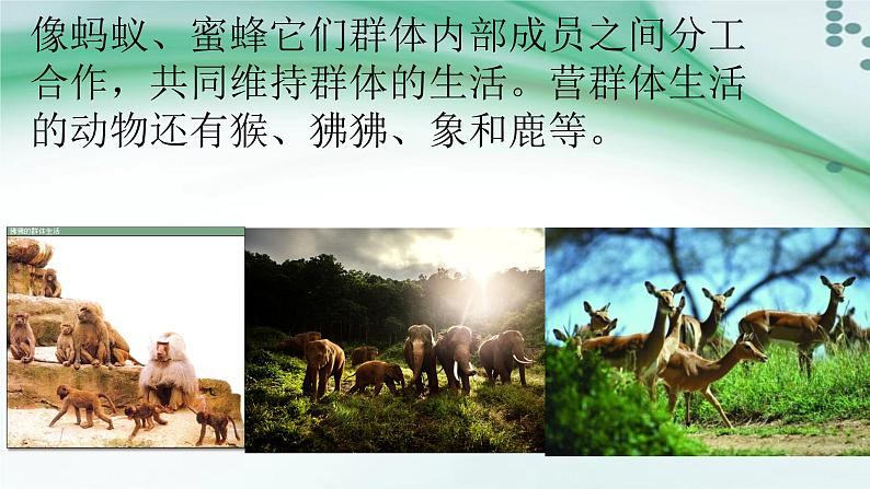 2.3 社会行为-八年级生物上册同步备课(人教版) 课件04