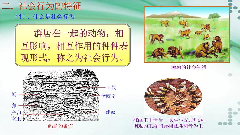 2.3 社会行为-八年级生物上册同步备课(人教版) 课件05