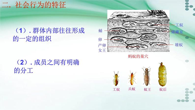 2.3 社会行为-八年级生物上册同步备课(人教版) 课件06