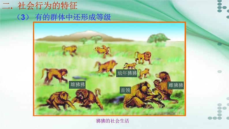 2.3 社会行为-八年级生物上册同步备课(人教版) 课件07