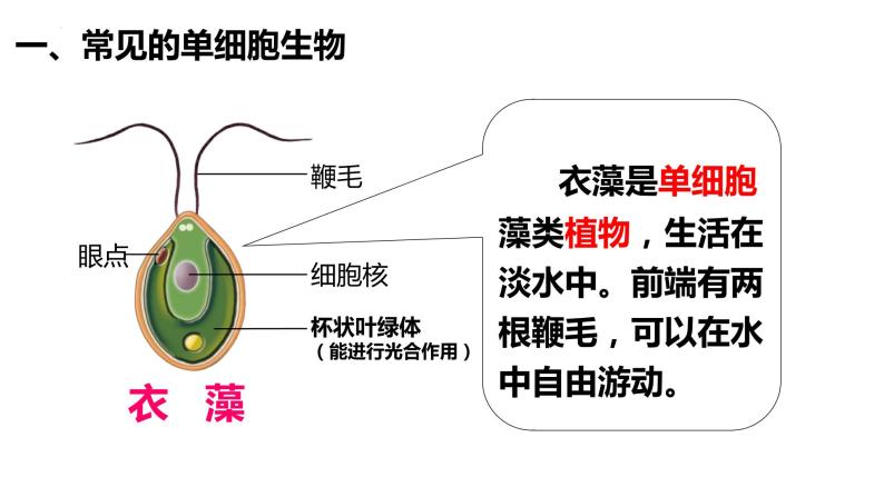 2.2.4 单细胞生物 课件06