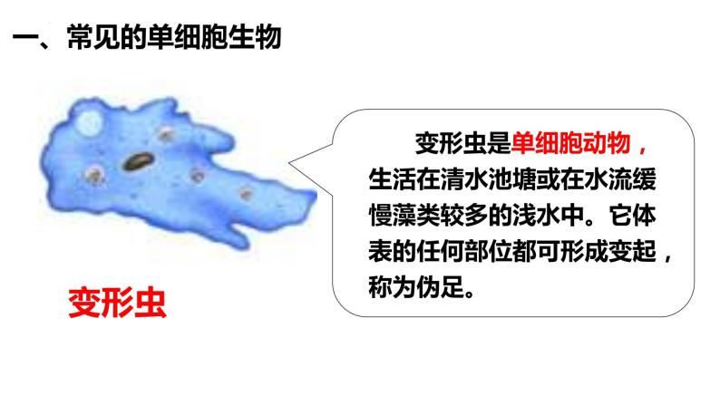 2.2.4 单细胞生物 课件07