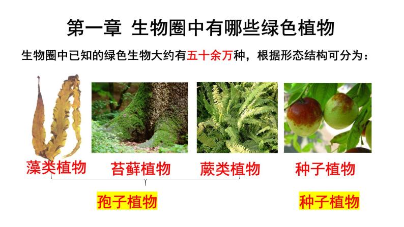 3.1.1 藻类、苔藓和蕨类植物 课件06