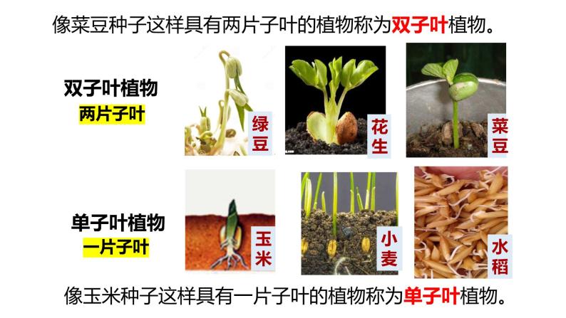 3.1.2 种子植物 课件05