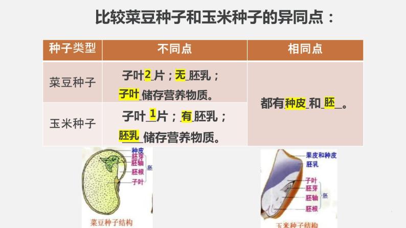 3.2.1种子的萌发 课件03