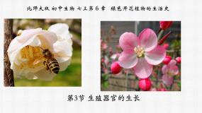 北师大版七年级上册第3节  生殖器官的生长教课内容课件ppt