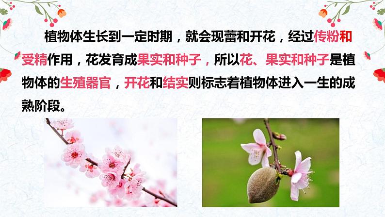 生殖器官的生长第3页