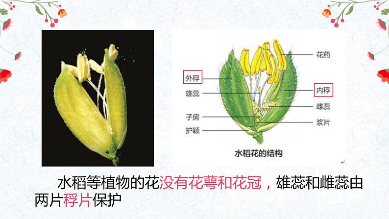 生殖器官的生长第7页