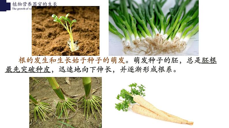 营养器官的生长第4页