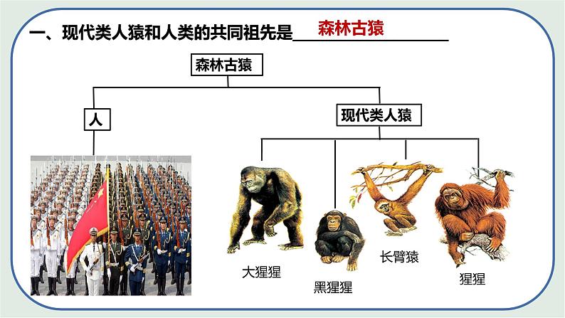 4.1.1 人类的起源和发展 -初中生物七年级下册 课件+练习(人教版新课标)06
