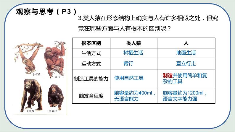 4.1.1 人类的起源和发展 -初中生物七年级下册 课件+练习(人教版新课标)08
