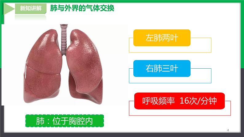 4.3.2发生在肺内的气体交换第4页