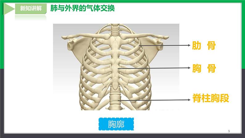 4.3.2发生在肺内的气体交换第5页