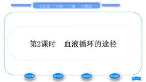 人教版七年级生物下第四单元第4章人体内物质的运输第3节输送血液的泵——心脏第2课时血液循环的途径习题课件