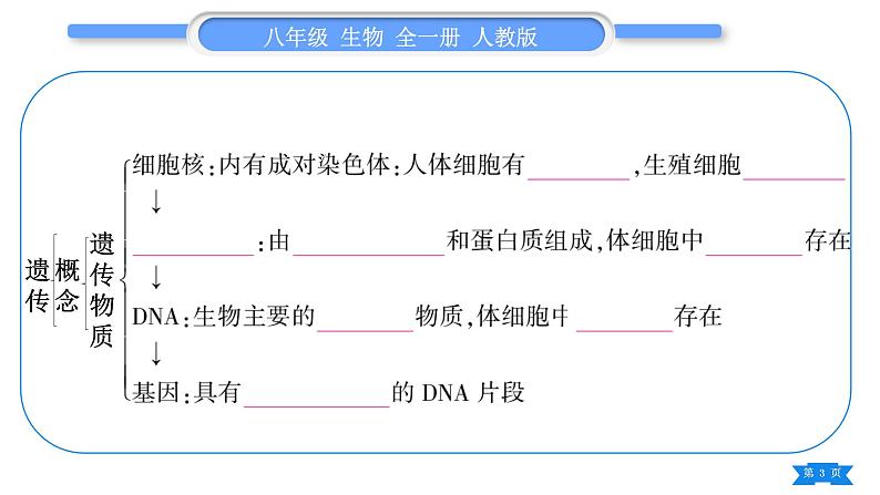 人教版八年级生物下第七单元生物圈中生命的延续和发展第二章生物的遗传与变异复习与提升习题课件03