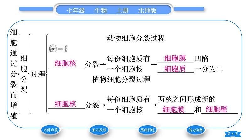 北师大版七年级生物上第2单元生物体的结构第3章细胞第3节细胞通过分裂而增殖习题课件08