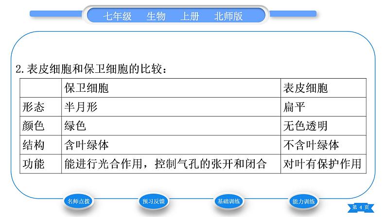 北师大版七年级生物上第3单元生物圈中的绿色植物第5章绿色开花植物的生活方式第2课时叶片的结构和光合作用的概念、意义和应用习题课件第4页