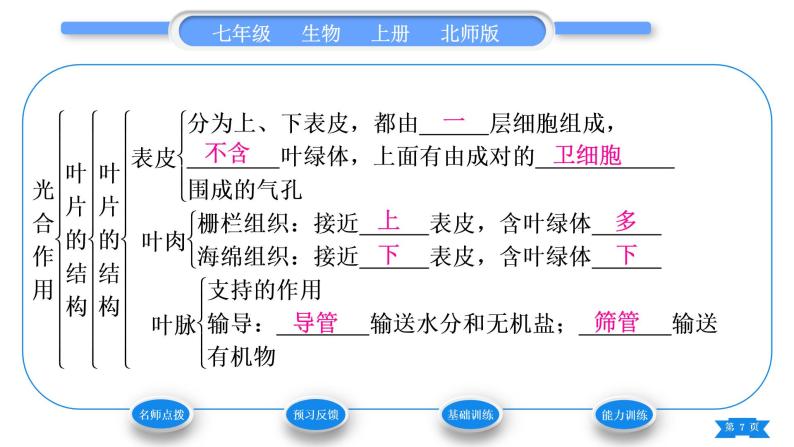 北师大版七年级生物上第3单元生物圈中的绿色植物第5章绿色开花植物的生活方式第2课时叶片的结构和光合作用的概念、意义和应用习题课件07