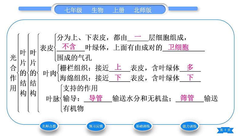 北师大版七年级生物上第3单元生物圈中的绿色植物第5章绿色开花植物的生活方式第2课时叶片的结构和光合作用的概念、意义和应用习题课件第7页