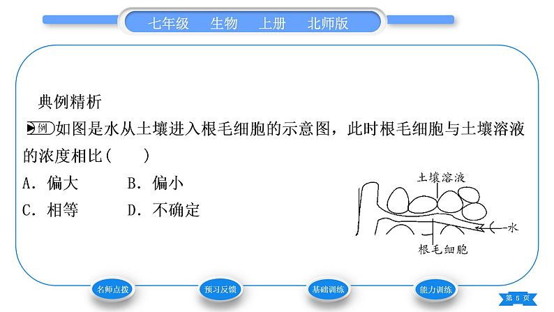 北师大版七年级生物上第3单元生物圈中的绿色植物第5章绿色开花植物的生活方式第3节吸收作用习题课件第5页