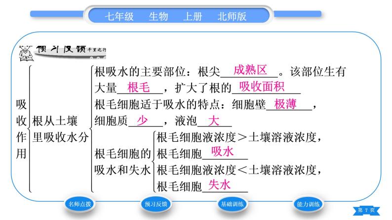 北师大版七年级生物上第3单元生物圈中的绿色植物第5章绿色开花植物的生活方式第3节吸收作用习题课件07