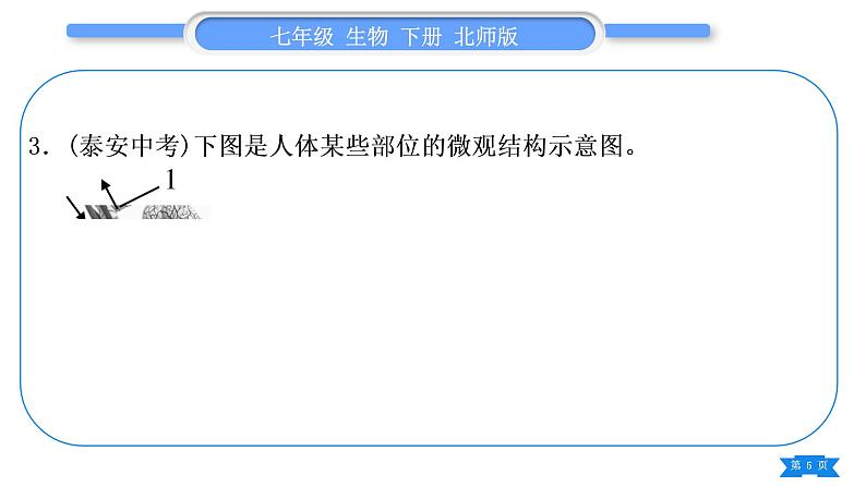 北师大版七年级生物下第4单元生物圈中的人专题五读图综合题习题课件第5页
