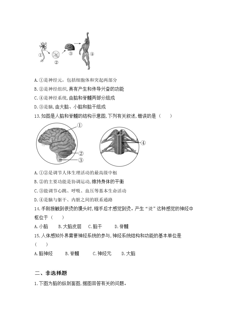 4.6.2《神经系统的组成课件》课件+教案+习题03