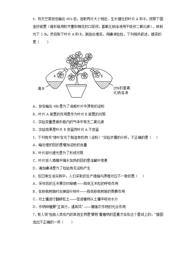 3.4绿色植物是生物圈中有机物的制造者知识梳理及练习2022-2023年人教版生物七年级上册02