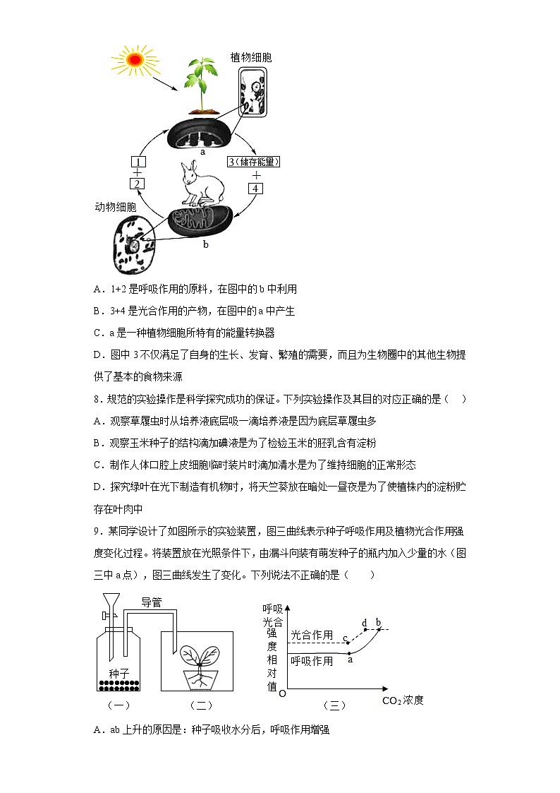 3.4绿色植物是生物圈中有机物的制造者知识梳理及练习2022-2023年人教版生物七年级上册03