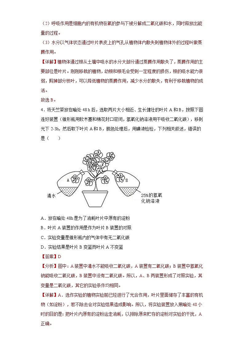 3.4绿色植物是生物圈中有机物的制造者知识梳理及练习2022-2023年人教版生物七年级上册03