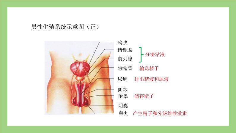 人教版七年级下册生物 4.1.2人的生殖(课件)第6页
