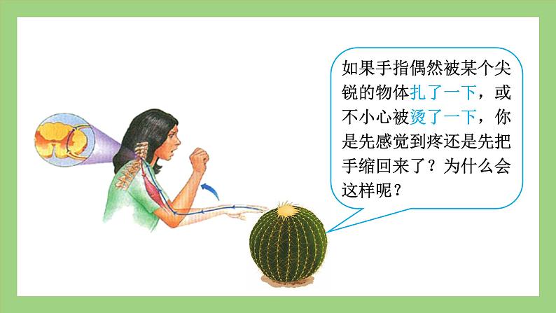 人教版七年级下册生物 4.6.3神经调节的基本方式(课件)02