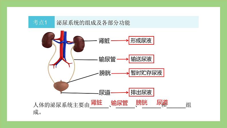 人教版七年级下册生物 期末复习 专题五 人体内废物的排出(课件)第5页
