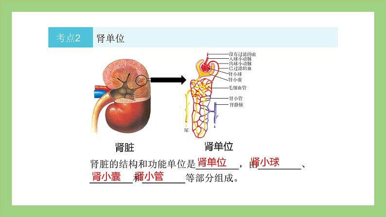 人教版七年级下册生物 期末复习 专题五 人体内废物的排出(课件)第6页