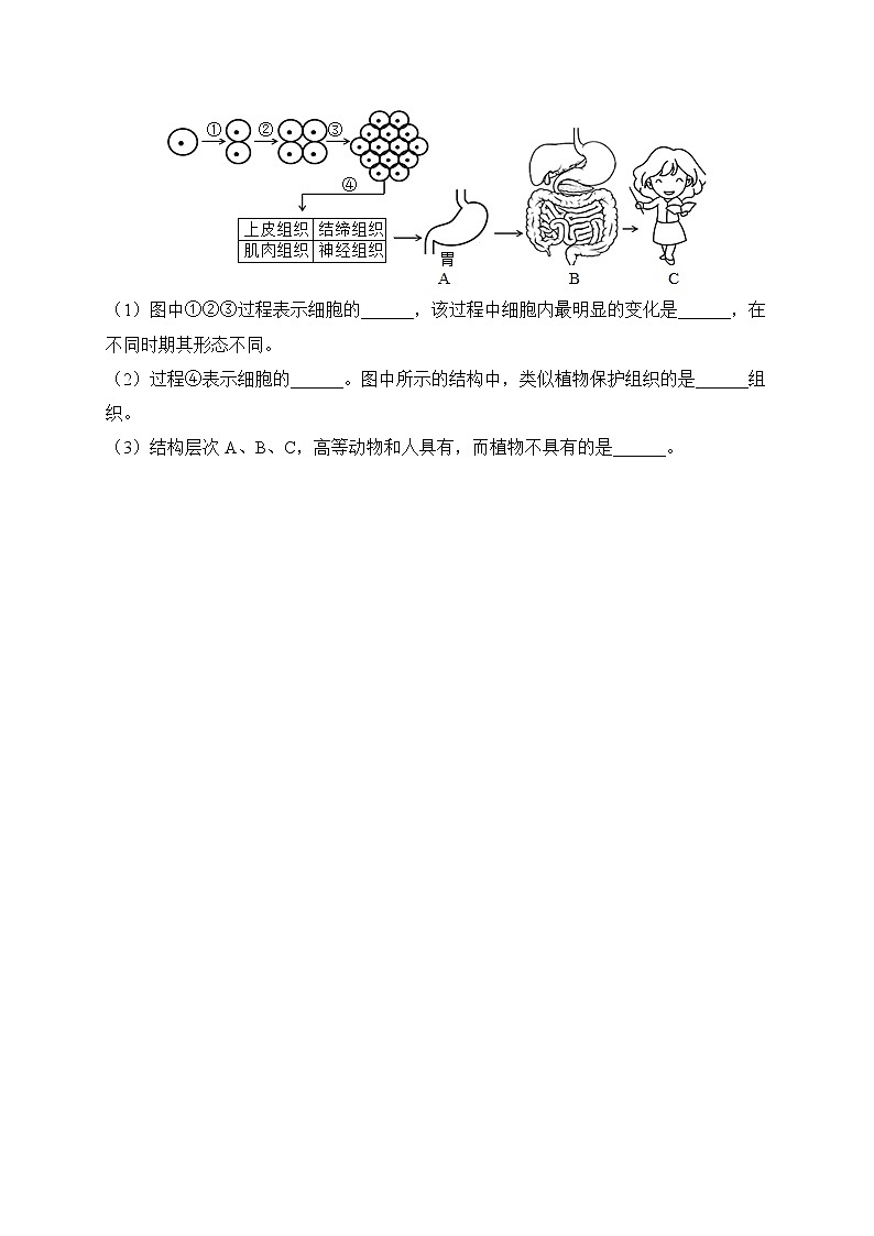 2023届中考生物高频考点专项练习:专题四 考点09 动、植物体的结构层次(A卷)第3页