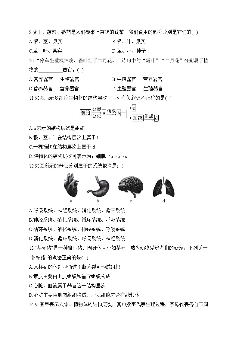 2023届中考生物高频考点专项练习:专题四 考点09 动、植物体的结构层次(B卷)第2页