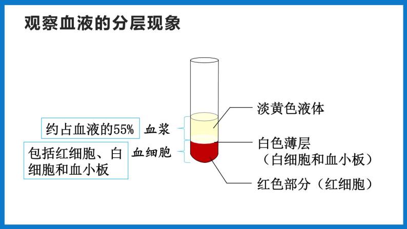 3.3.1物质运输的载体（第1课时）（课件）济南版生物七年级下册08