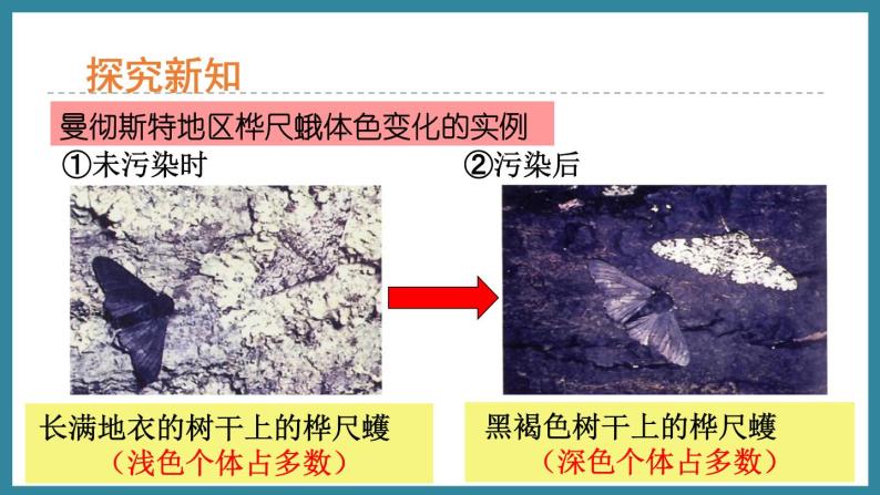 5.1.4生物进化的原因 （课件）济南版生物八年级下册04