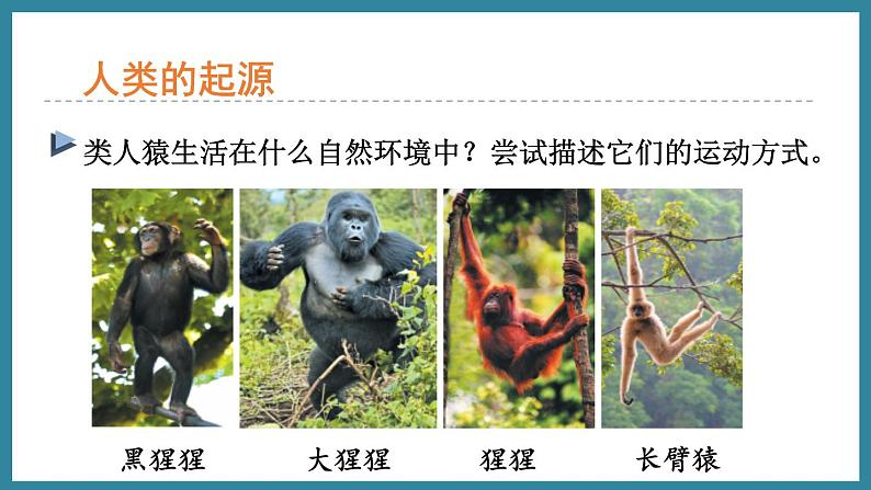 5.2.1人类的起源 (课件)济南版生物八年级下册05